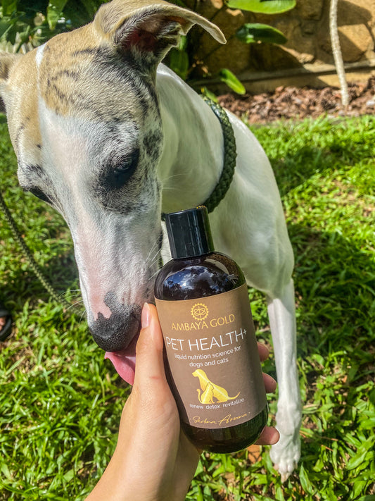 Why Give Your Pet a Supplement?