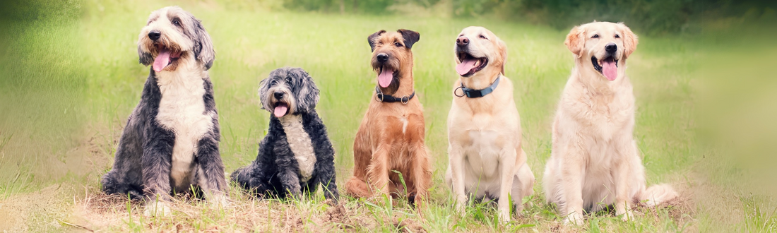 Natural Remedies for Pain Relief in Dogs