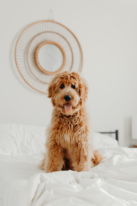 Importance of Complete Pet Health and Pet Supplements
