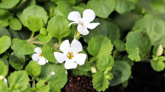 What is Bacopa?