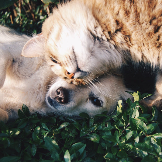 Don't Take Your Pet's Health for Granted